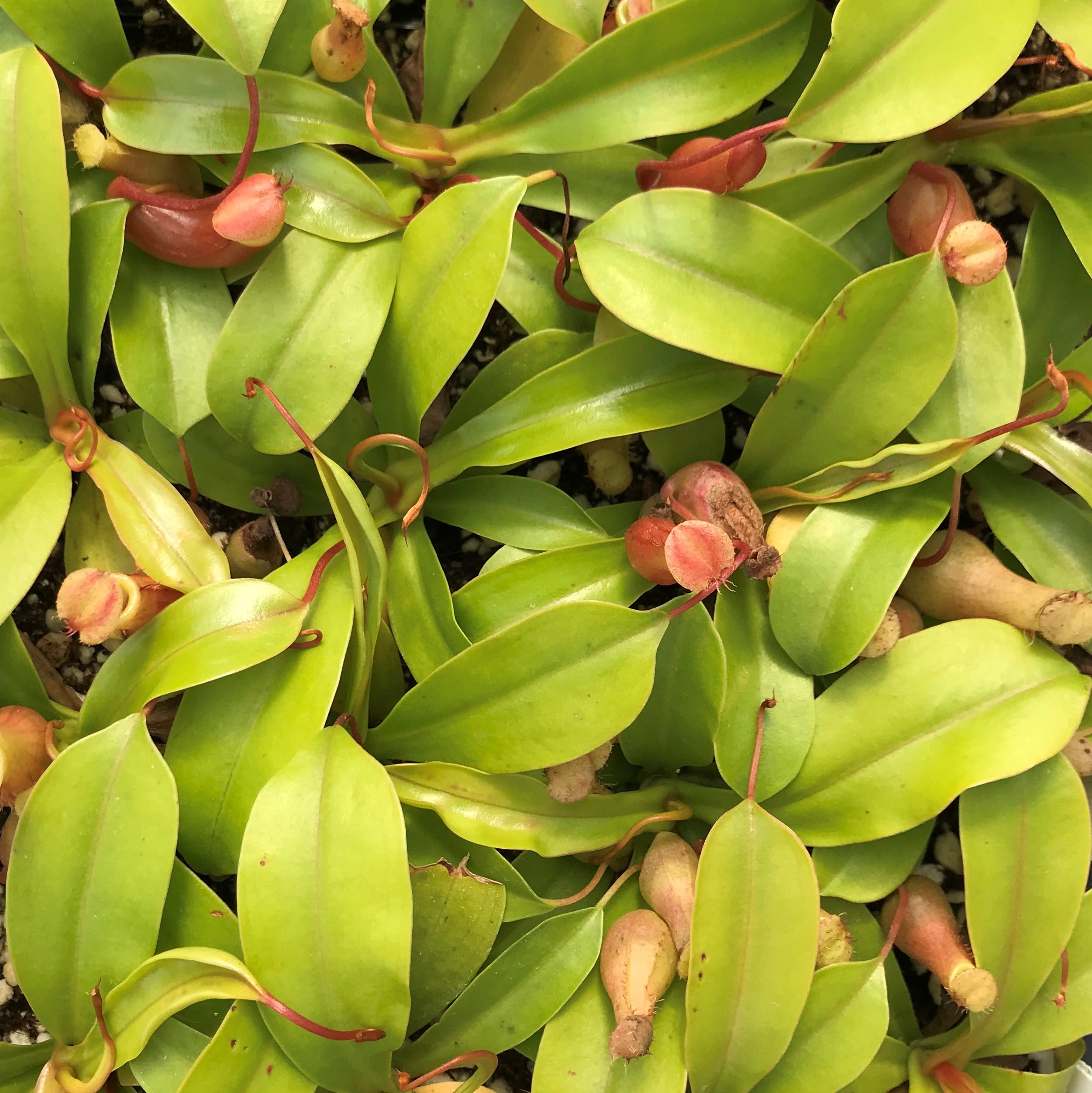 Nepenthes alata - Pitcher Plant (2" Pot) - Image 5