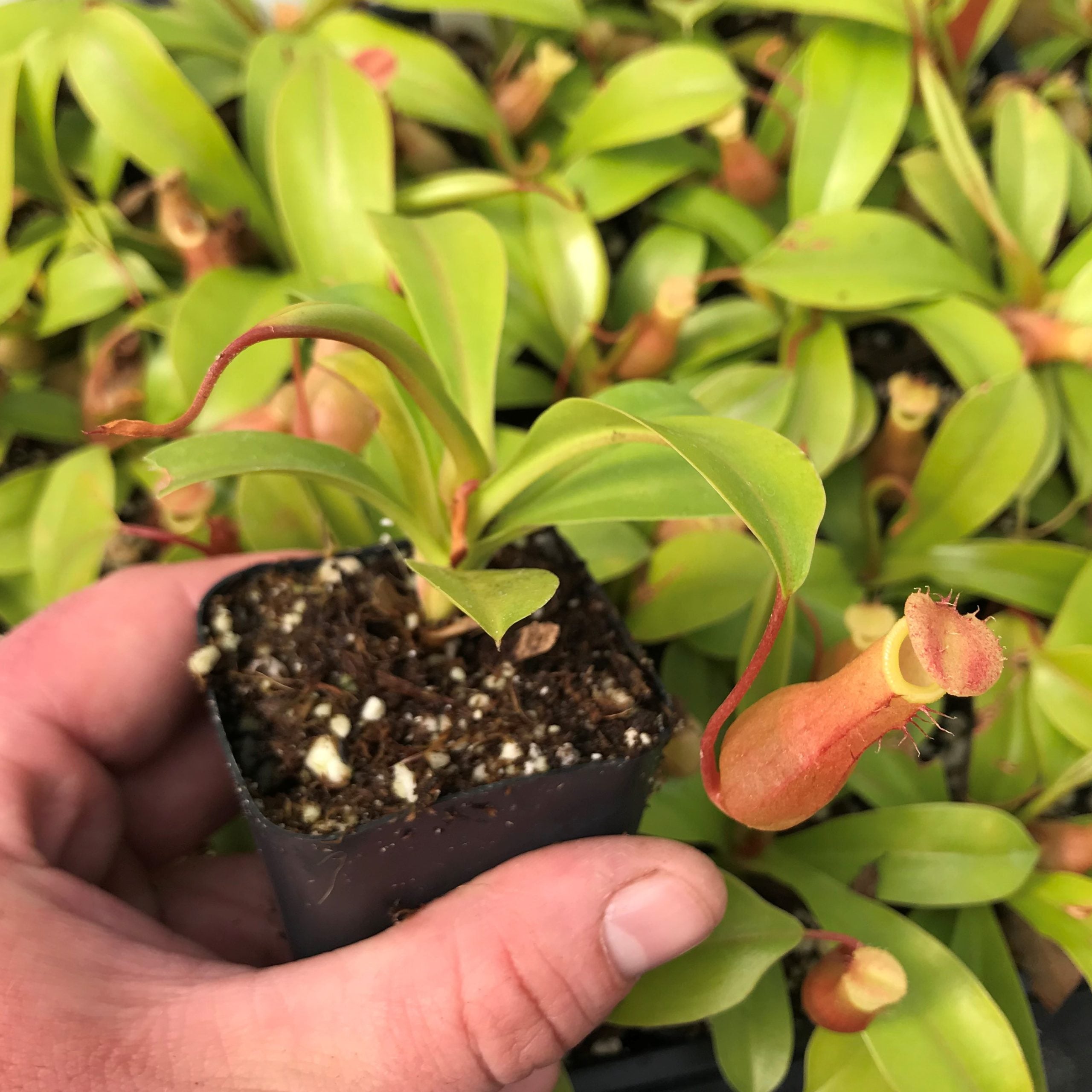 Nepenthes alata - Pitcher Plant (2" Pot)