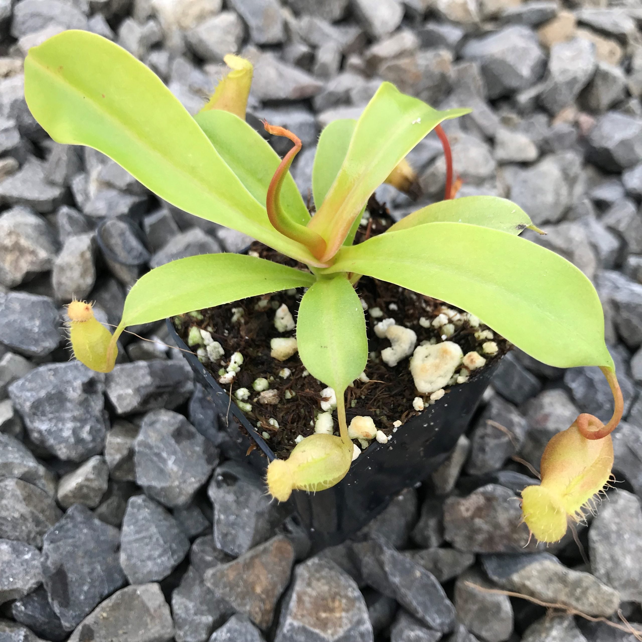 Nepenthes alata - Pitcher Plant (2" Pot) - Image 3