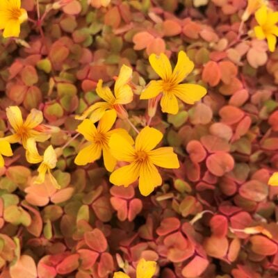 Oxalis spiralis vulcanicola 'Sunset Velvet' - Volcanic Sorrel (4.5" Pot)