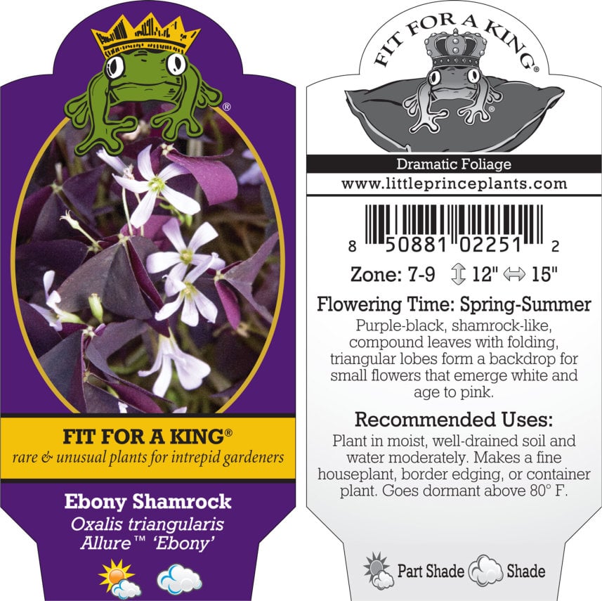 Oxalis triangularis Allure™ 'Ebony' - Ebony Shamrock (4.5" Pot) - Image 4