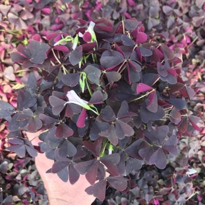 Oxalis triangularis Allure™ 'Ebony' - Ebony Shamrock (4.5" Pot)