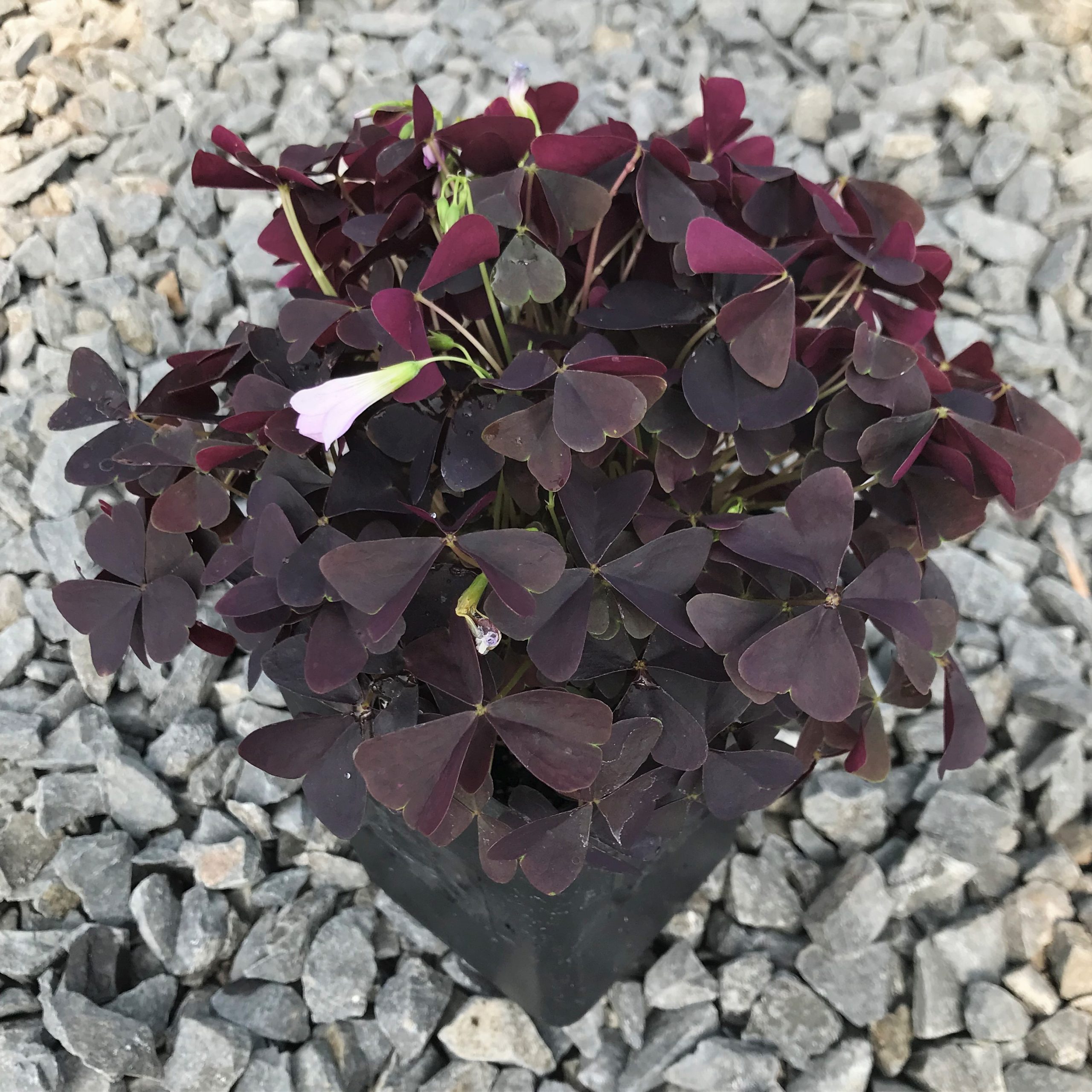 Oxalis triangularis Allure™ 'Ebony' - Ebony Shamrock (4.5" Pot) - Image 3