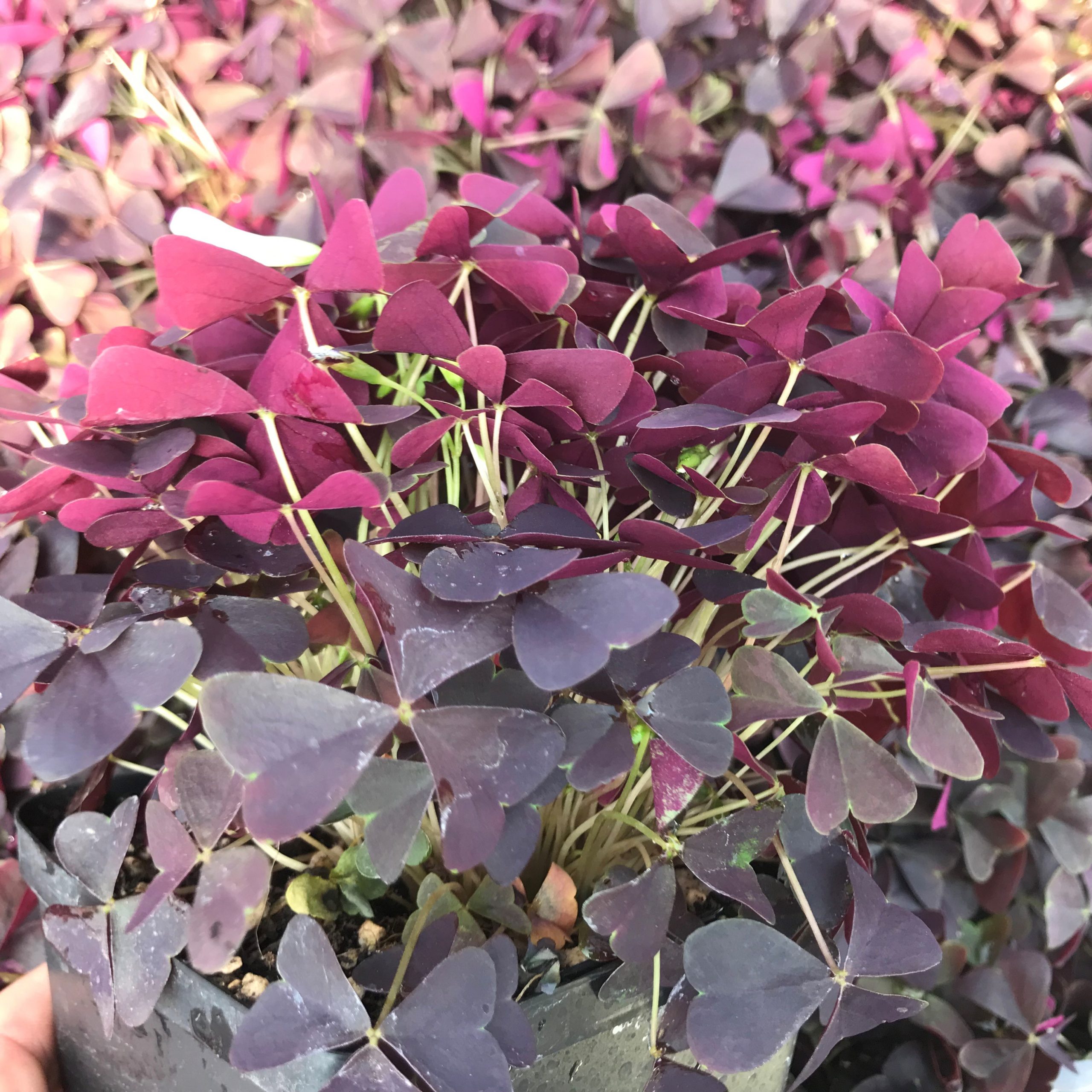 Oxalis triangularis Allure™ 'Ebony' - Ebony Shamrock (4.5" Pot) - Image 2