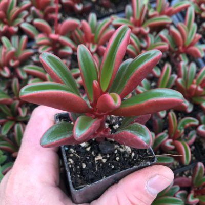 Peperomia graveolens - Ruby Glow Peperomia (2" Pot)