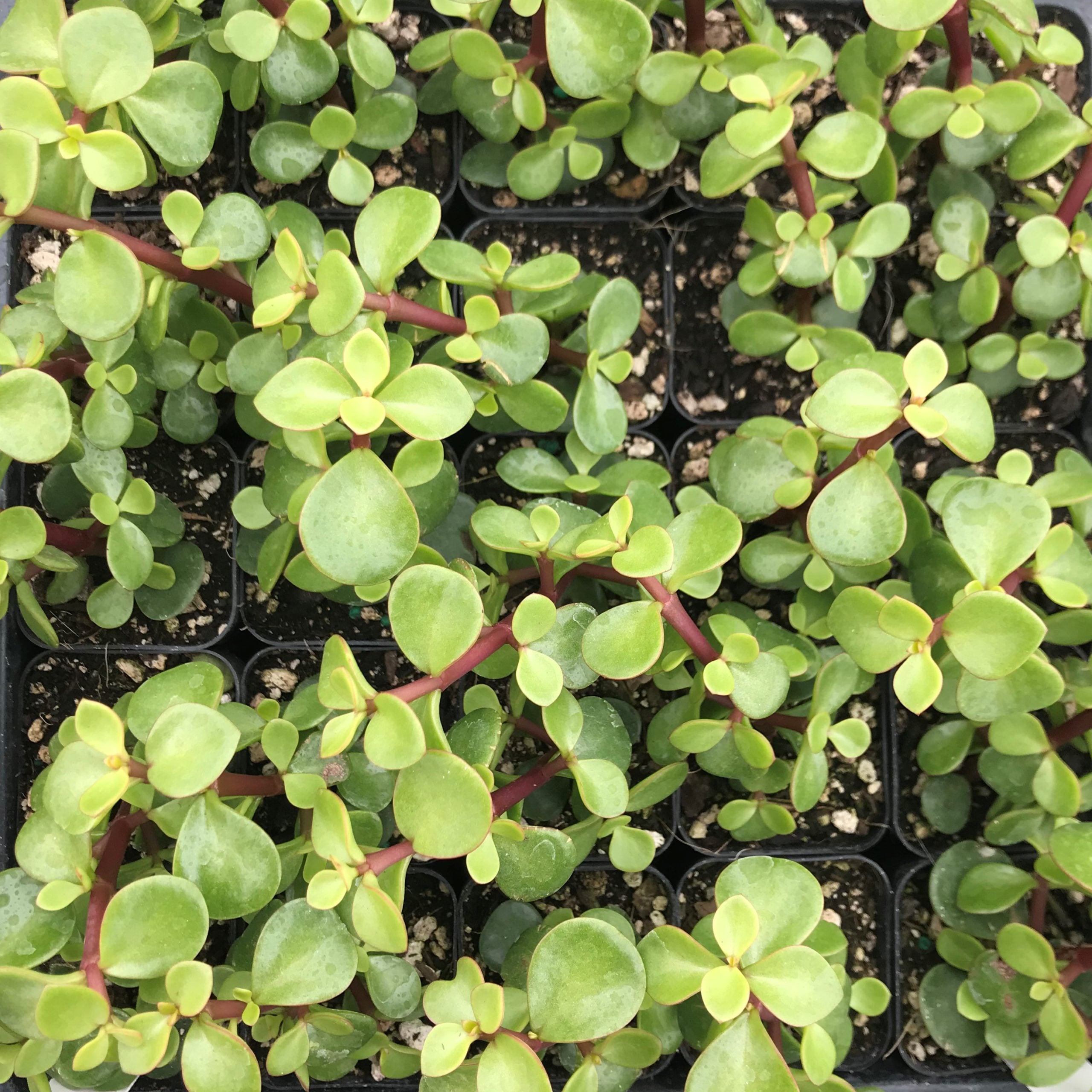 Portulacaria afra 'Red Stem' - Elephant Bush (2" Pot) | Little Prince of  Oregon Nursery