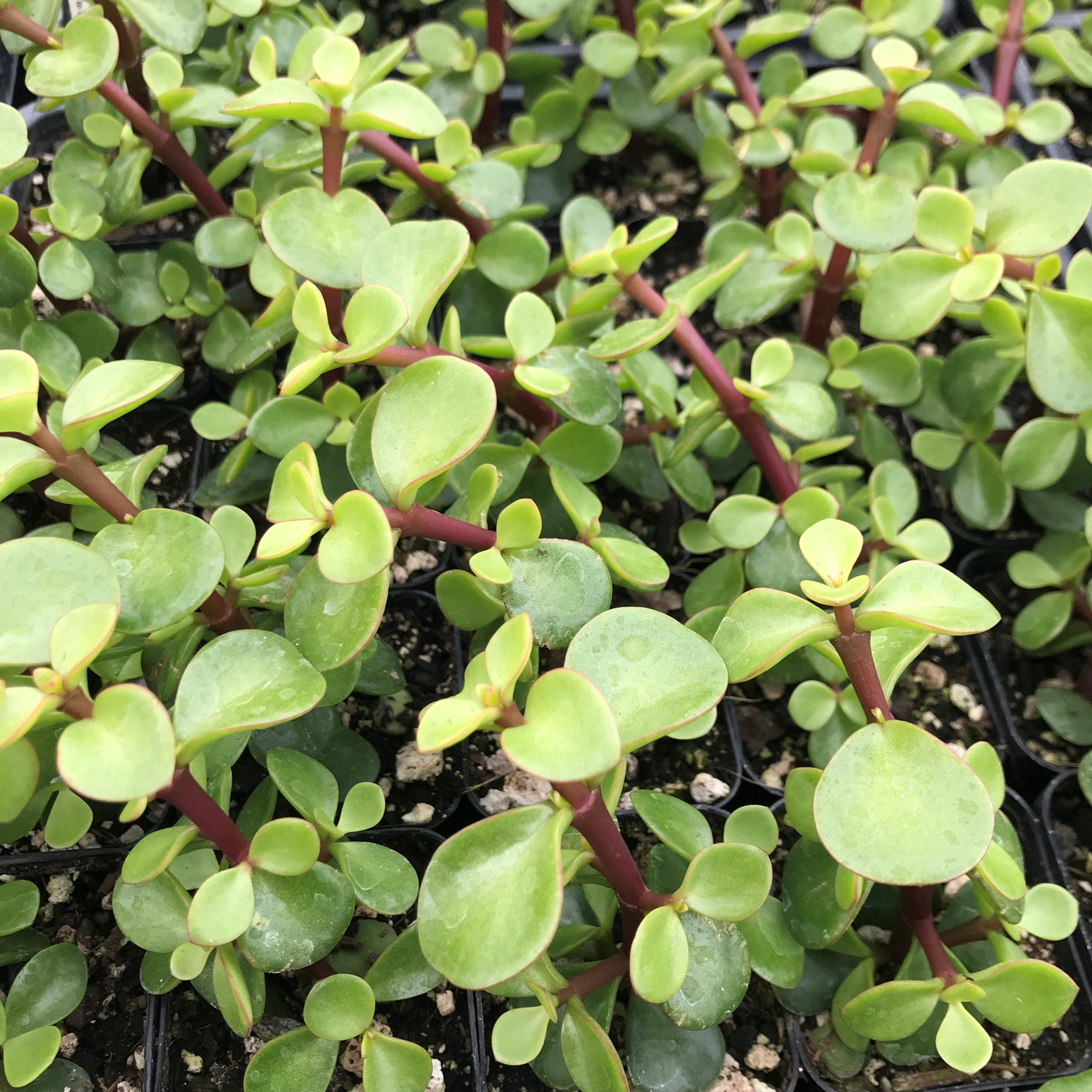 peperomia succulent Peperomia verticillata 'Red Log' 4