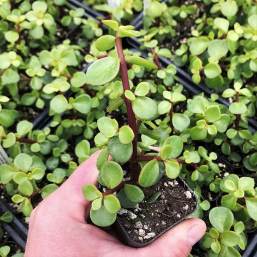 Portulacaria afra 'Red Stem' - Elephant Bush (2" Pot) | Little Prince of  Oregon Nursery