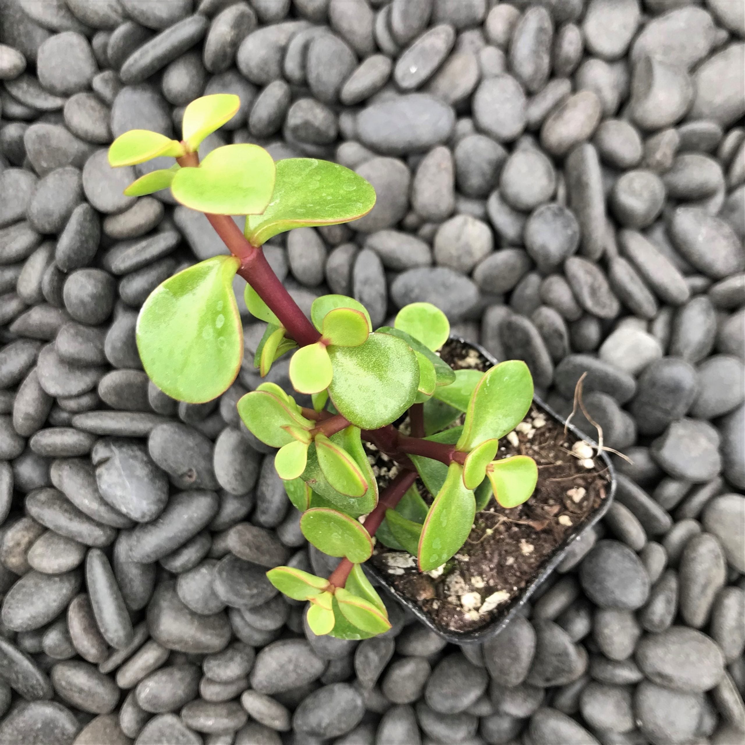 Portulacaria afra 'Red Stem' - Elephant Bush (2" Pot) | Little Prince of  Oregon Nursery