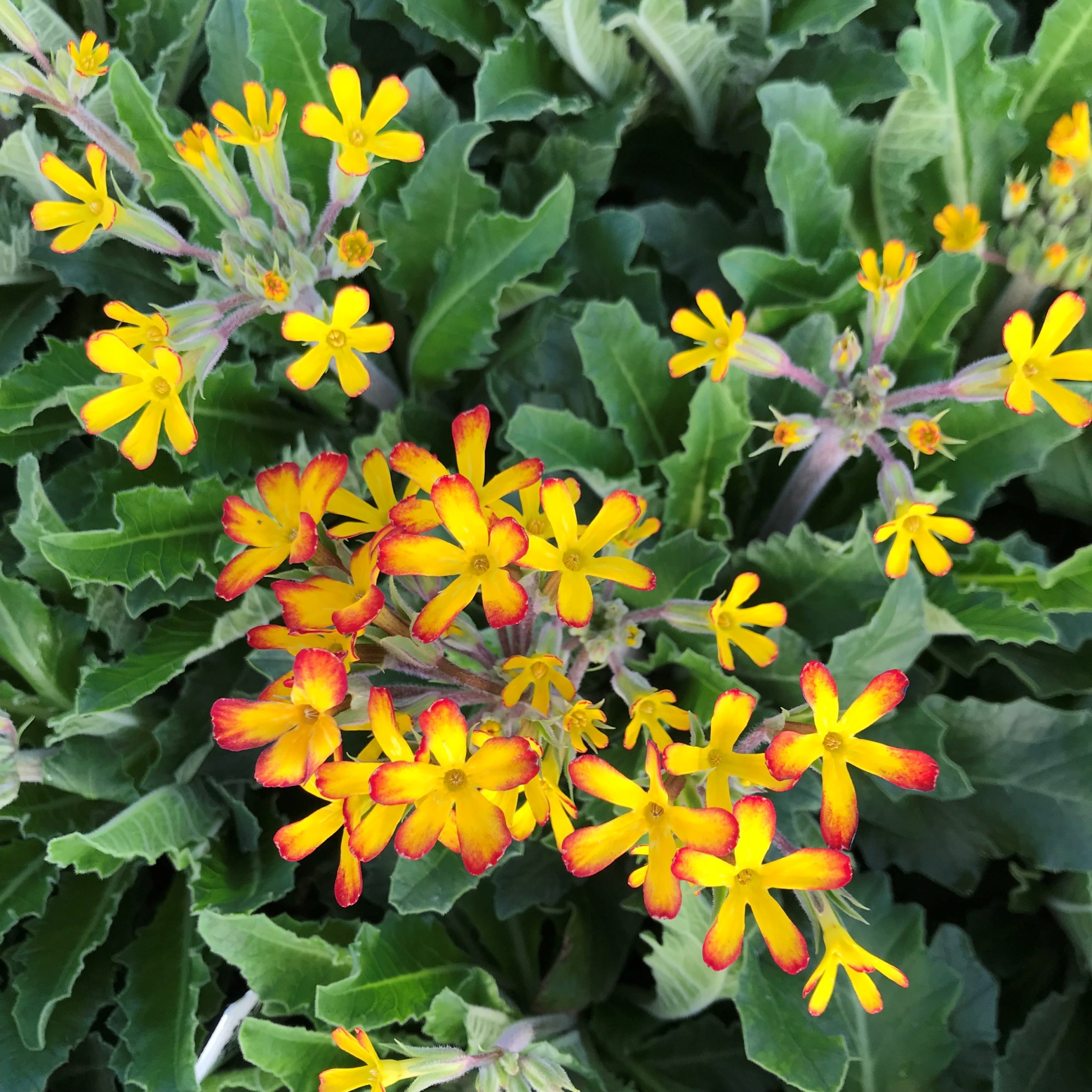 Primula vulgaris 'Oakleaf Yellow Picotee' - Oakleaf Primrose PPAF (4.5" Pot) - Image 2