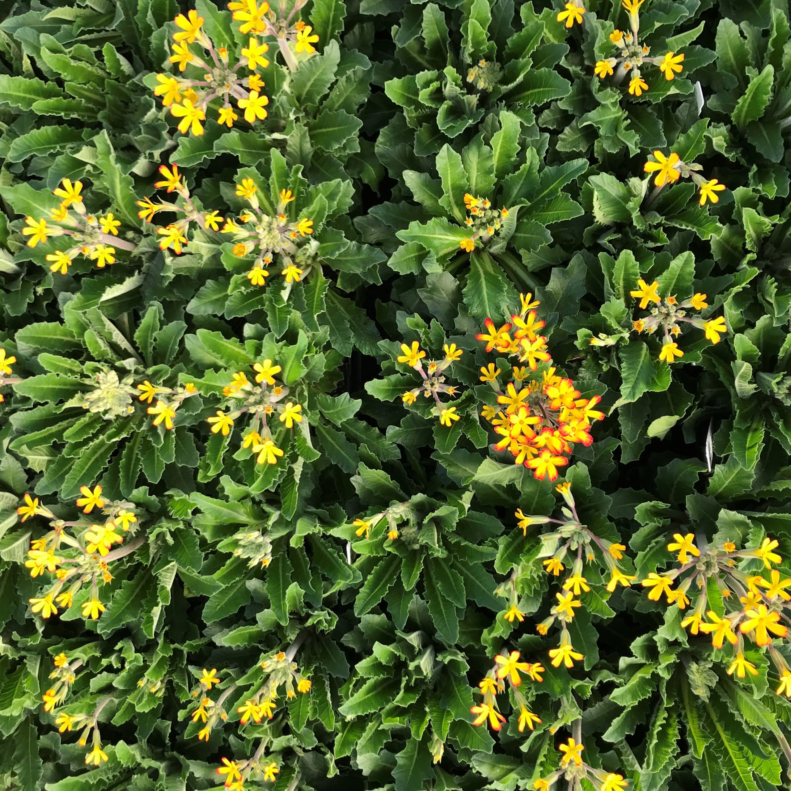 Primula vulgaris 'Oakleaf Yellow Picotee' - Oakleaf Primrose PPAF (4.5" Pot) - Image 6