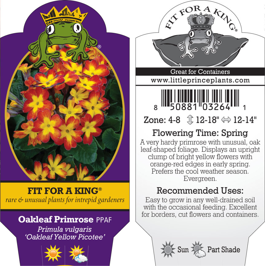Primula vulgaris 'Oakleaf Yellow Picotee' - Oakleaf Primrose PPAF (4.5" Pot) - Image 7