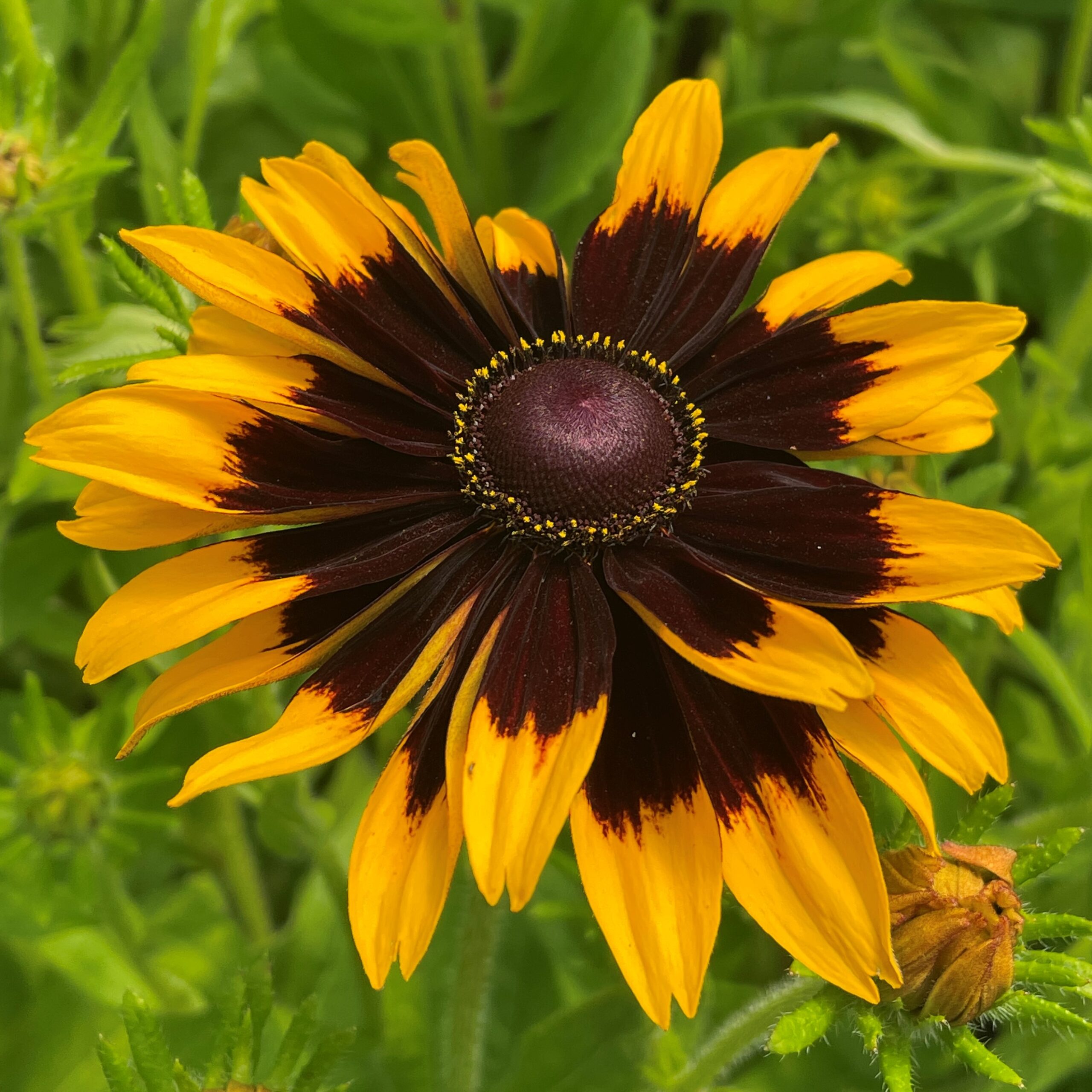 Rudbeckia hirta 'Kelvedon Star' - Coneflower (4" Pot) - Image 2