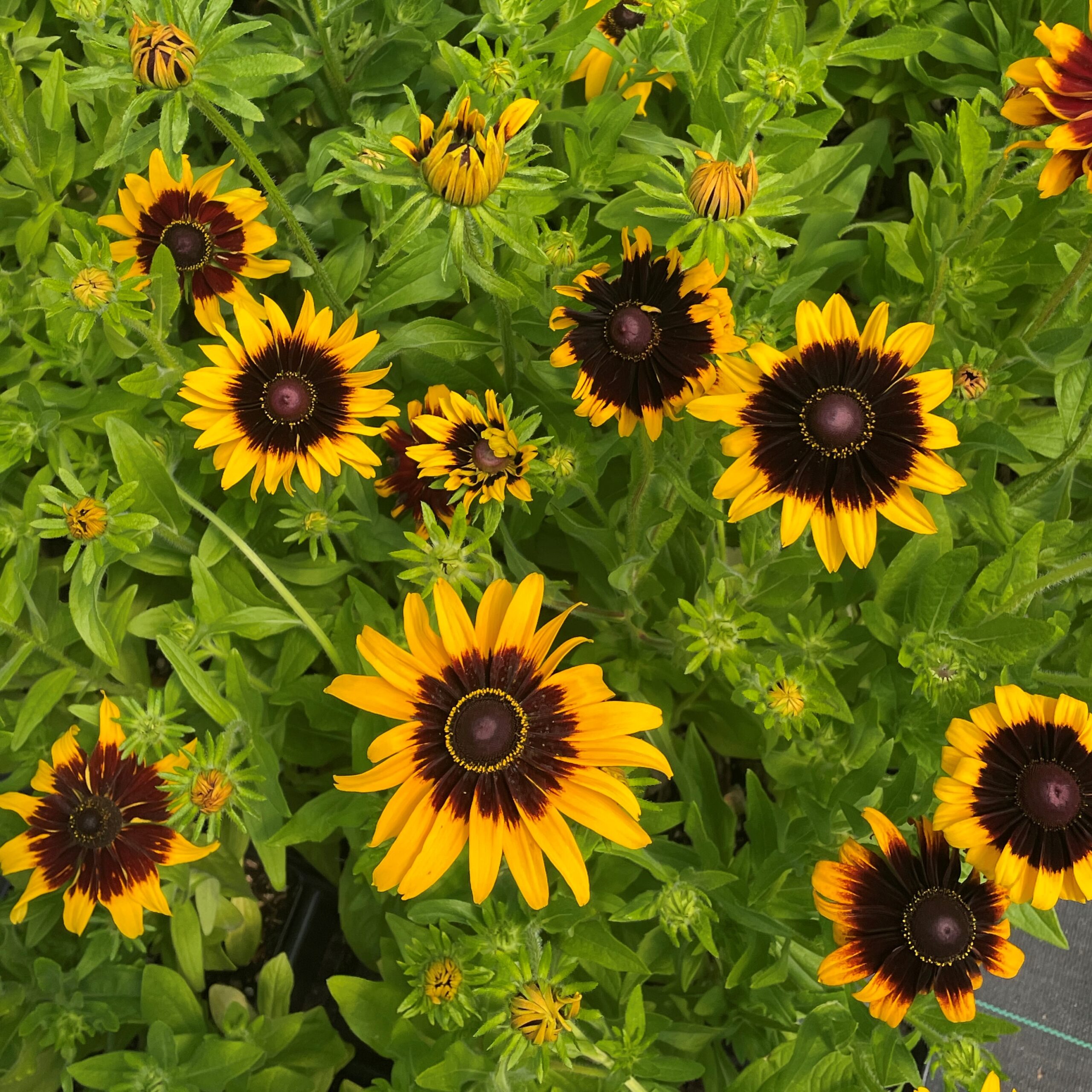 Rudbeckia hirta 'Kelvedon Star' - Coneflower (4" Pot) - Image 3