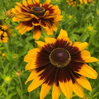 Rudbeckia hirta 'Kelvedon Star' - Coneflower (4" Pot)
