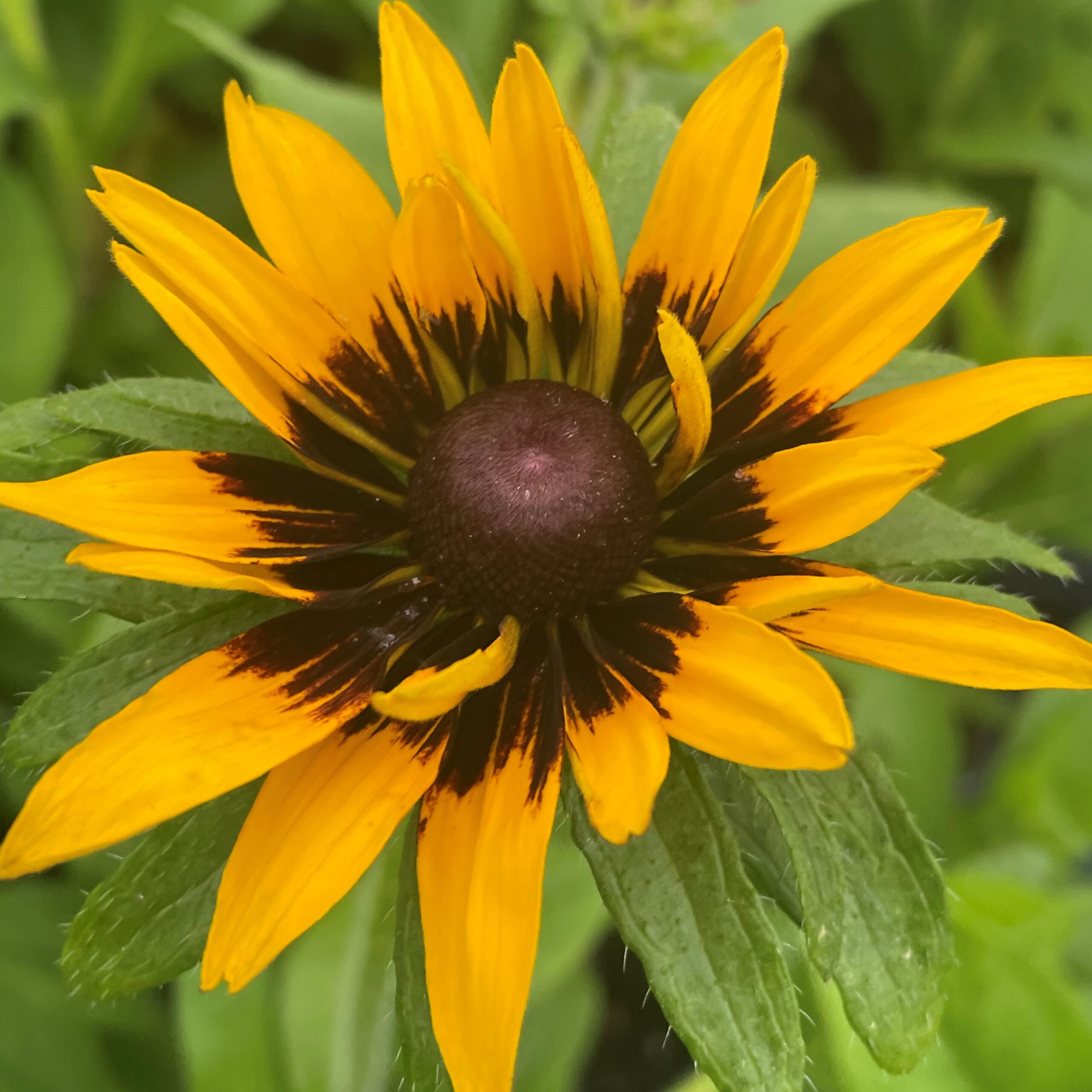 Rudbeckia hirta 'Kelvedon Star' - Coneflower (4" Pot) - Image 4
