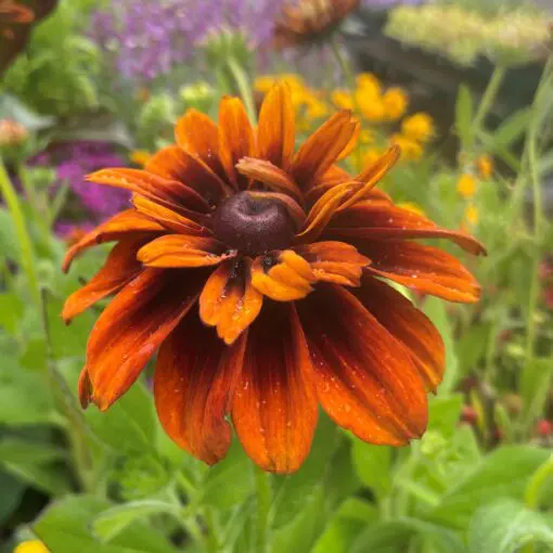 Rudbeckia hirta 'Cherokee Sunset' - Coneflower (4