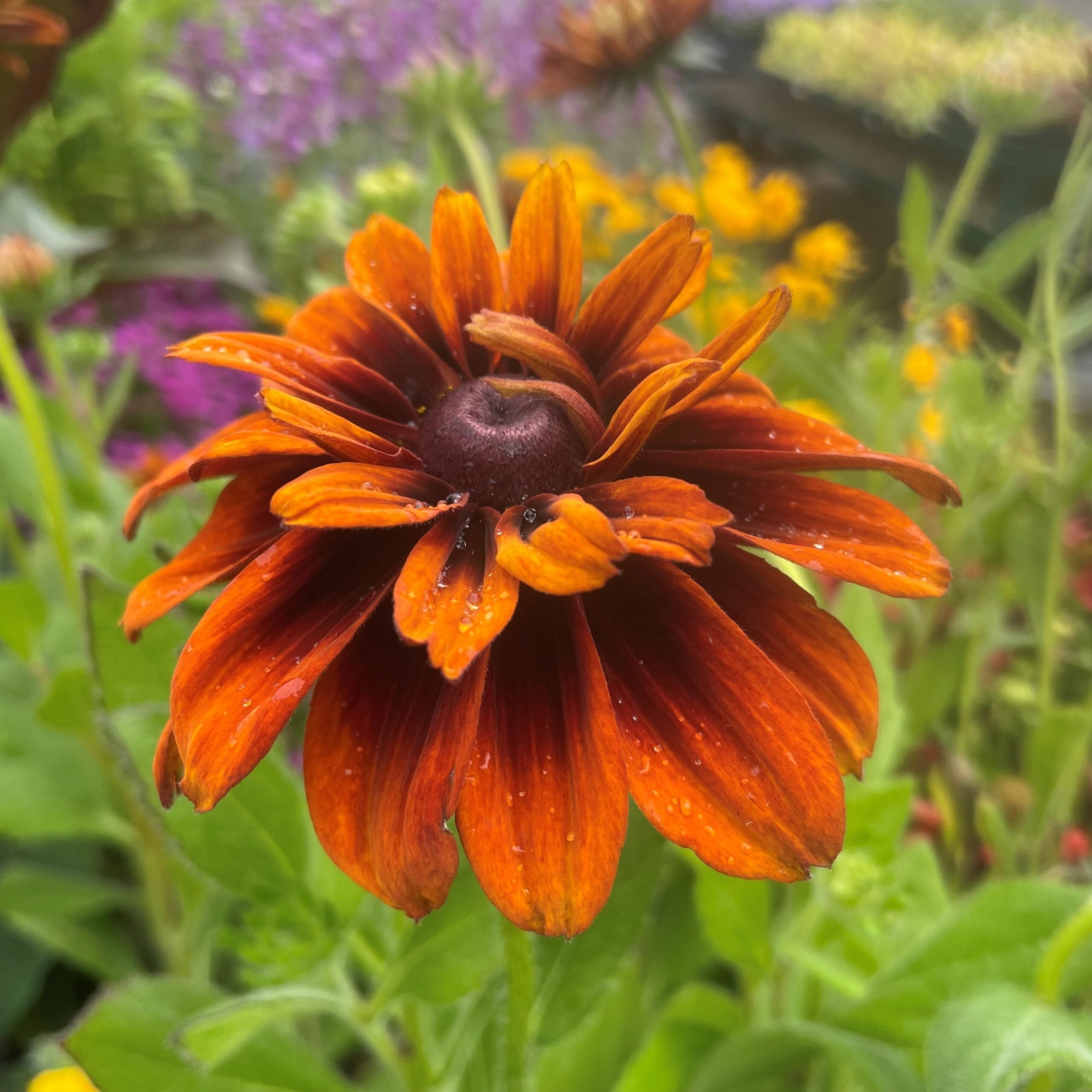 Rudbeckia hirta 'Cherokee Sunset' - Coneflower (4