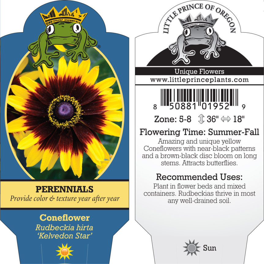 Rudbeckia hirta 'Kelvedon Star' - Coneflower (4" Pot) - Image 5