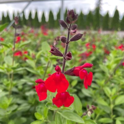 Salvia greggii 'Flame' - Autumn Sage (4.5" Pot)