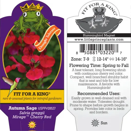 Salvia greggii Mirage™ Cherry Red - Autumn Sage USPP #28,527 (4.5