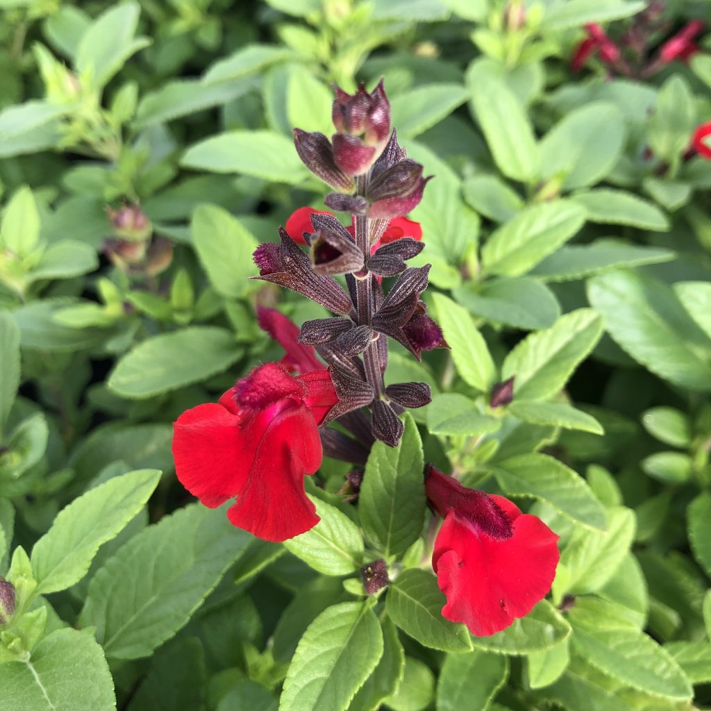 Salvia-greggii-Mirage™-Cherry-