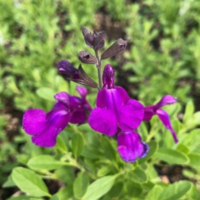 Salvia greggii Mirage™ Deep Purple - Autumn Sage USPP #28,538 (4.5" Pot)