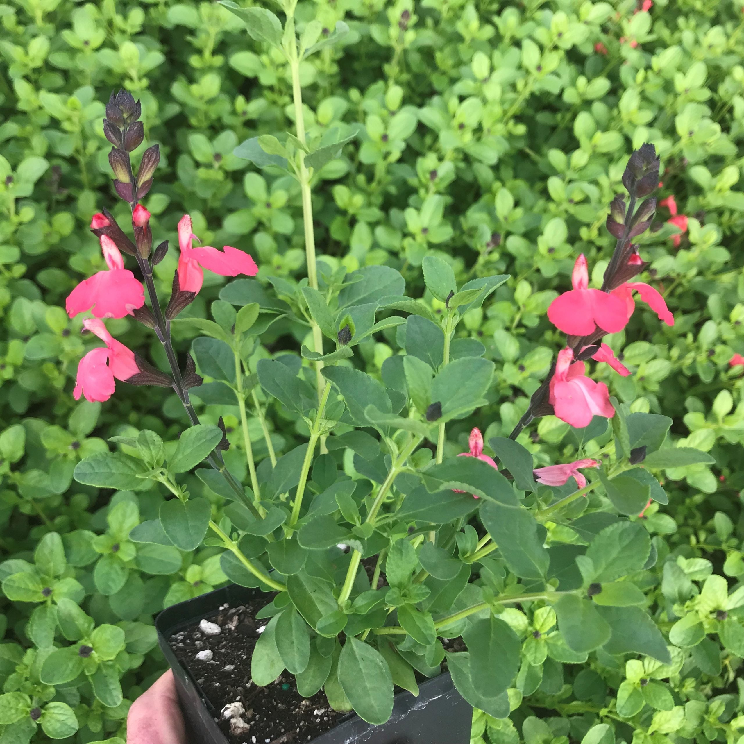 Salvia greggii Mirage™ Salmon - Autumn Sage USPP #30,729 (4.5" Pot) - Image 2
