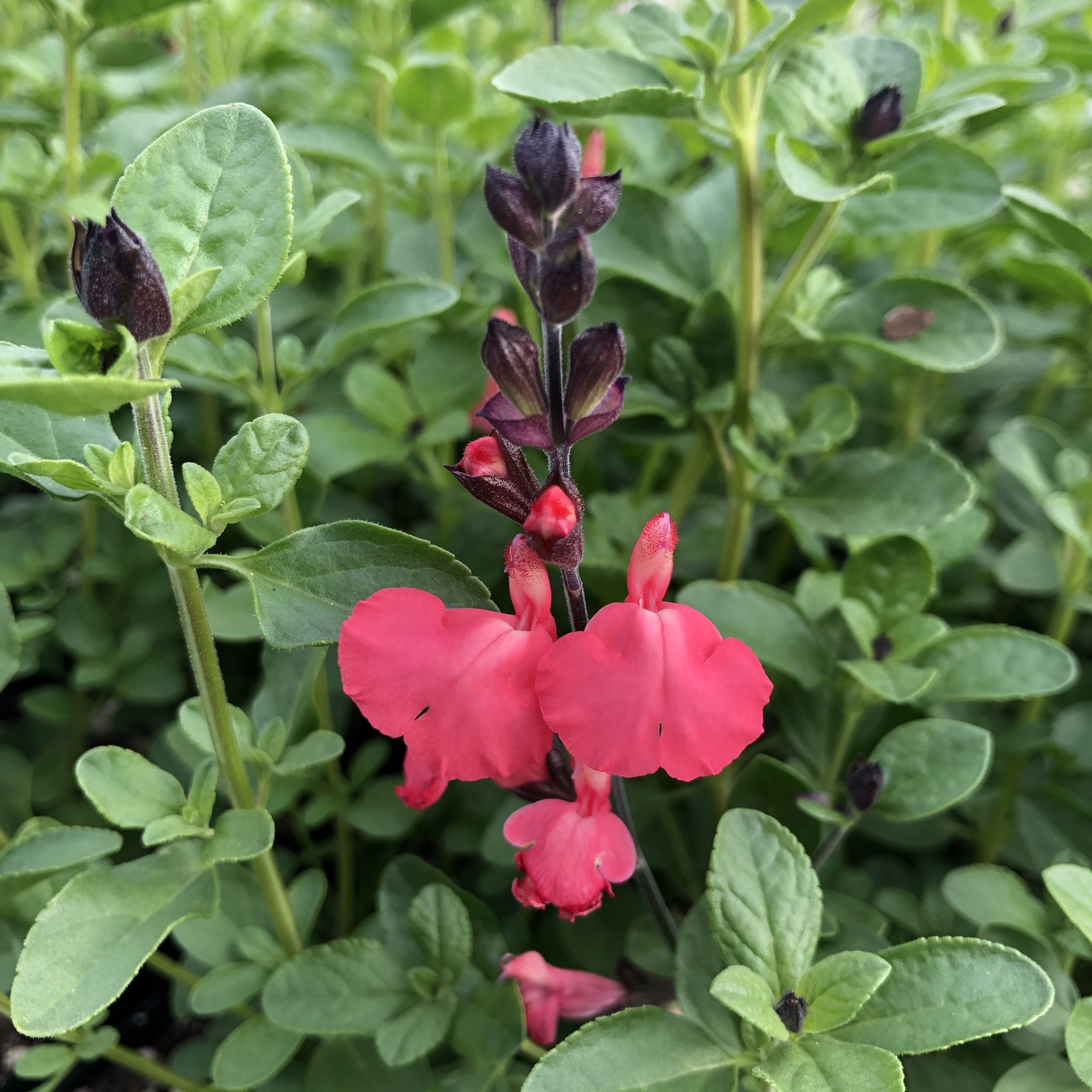 Salvia greggii Mirage™ Salmon - Autumn Sage USPP #30,729 (4.5" Pot) - Image 3