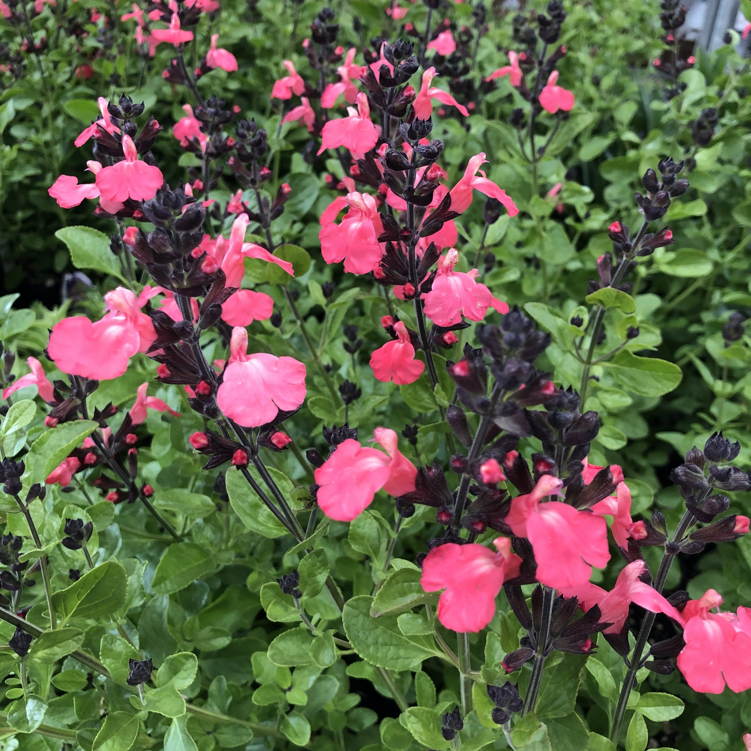 Salvia greggii Mirage™ Salmon - Autumn Sage USPP #30,729 (4.5" Pot) - Image 4