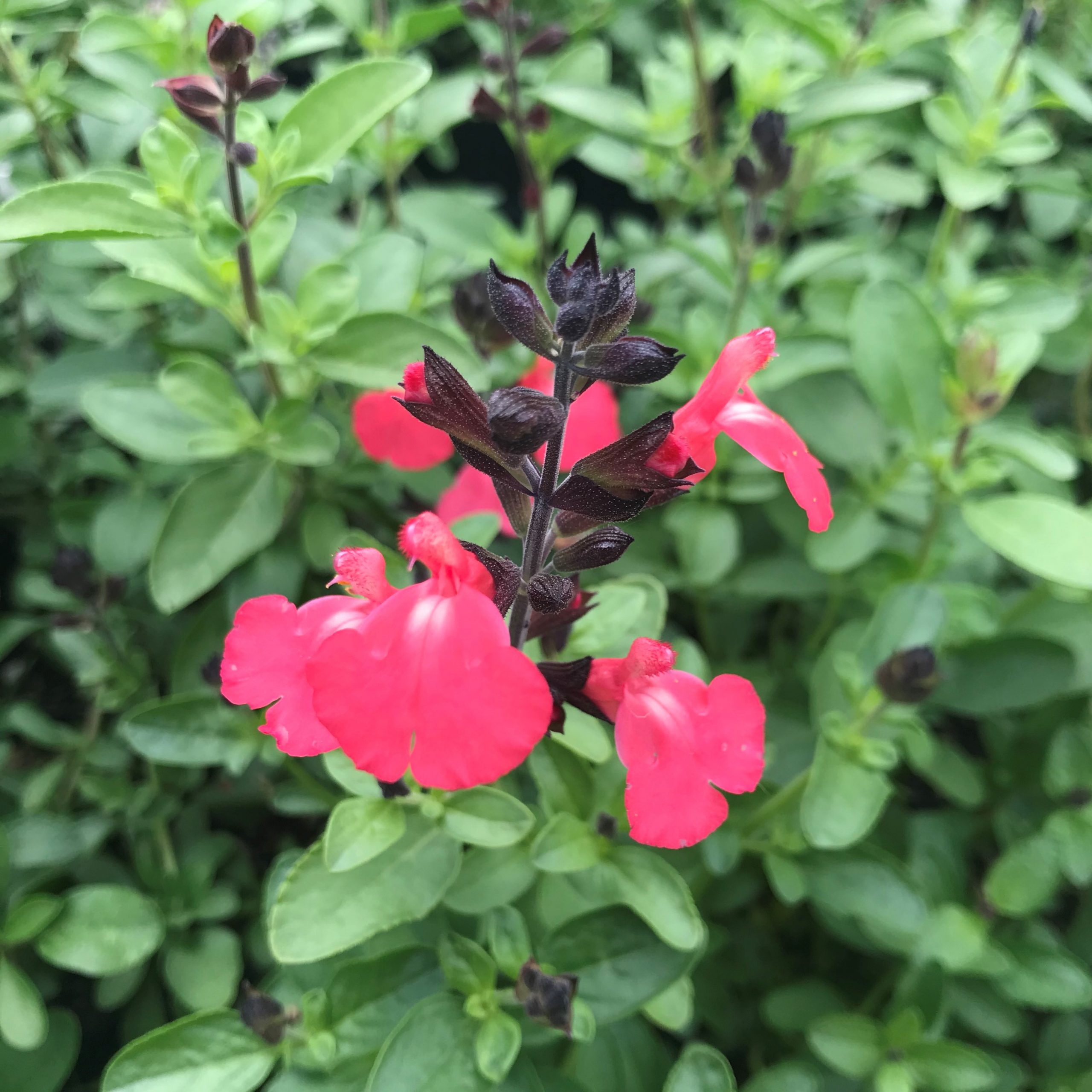 Salvia greggii Mirage™ Salmon - Autumn Sage USPP #30,729 (4.5" Pot)