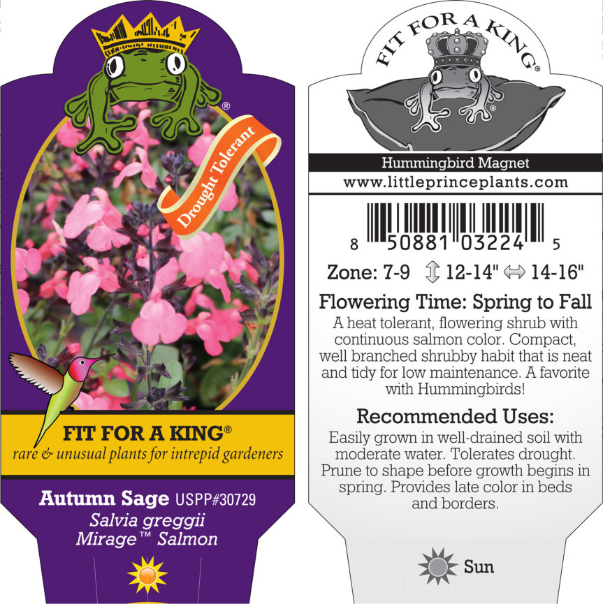 Salvia greggii Mirage™ Salmon - Autumn Sage USPP #30,729 (4.5" Pot) - Image 5