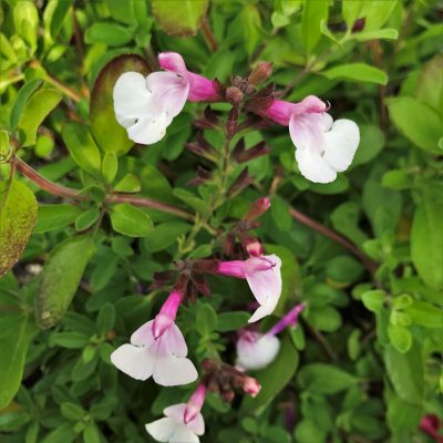 Salvia greggii Mirage™ Soft Pink - Autumn Sage (4.5" Pot)