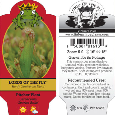 Sarracenia 'Scarlet Belle' - Pitcher Plant (2" Pot)