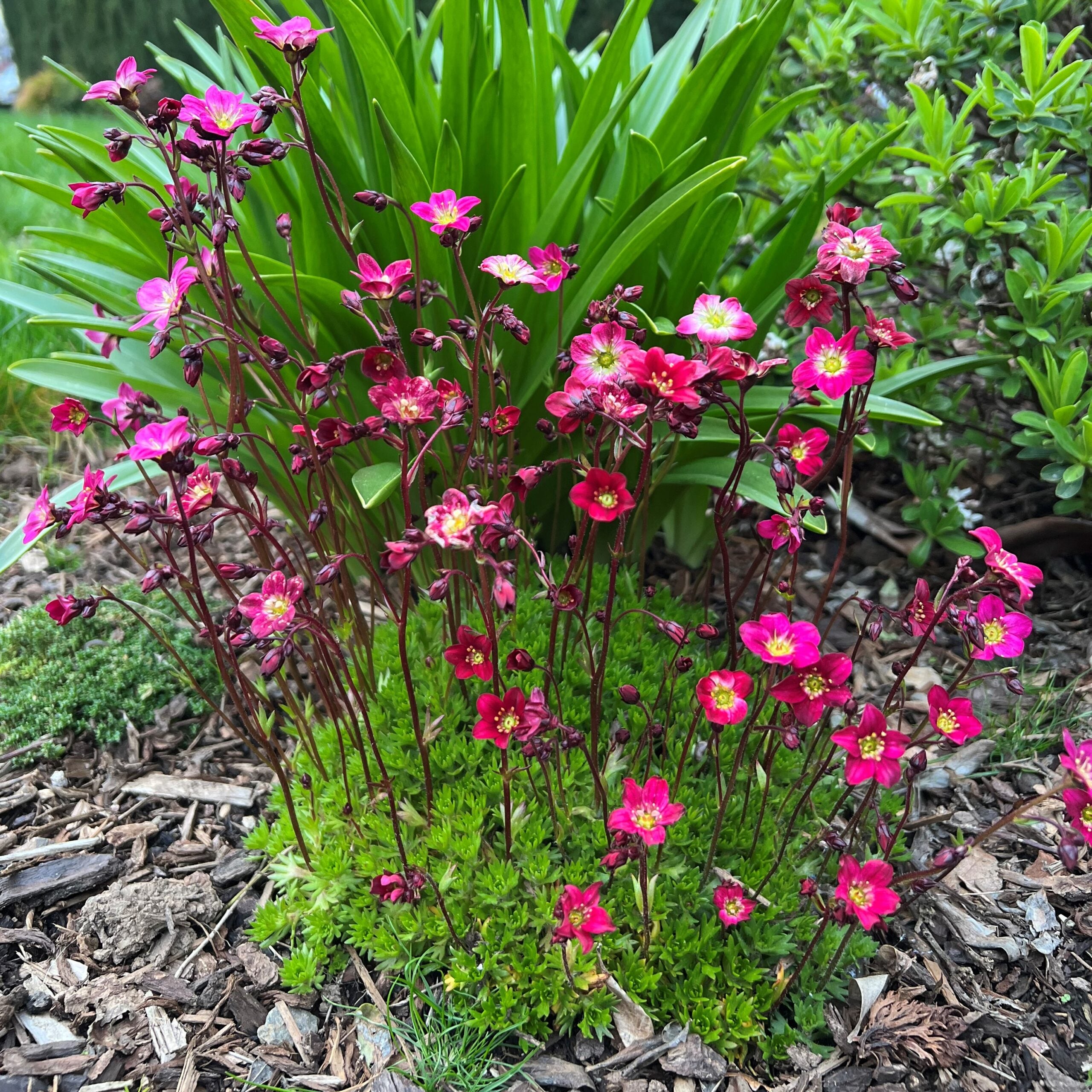 Saxifraga-Purple-Robe-scaled.jpg