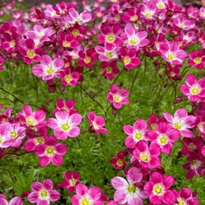 Saxifraga arendsii 'Purple Robe' - Mossy Saxifrage (4" Pot)