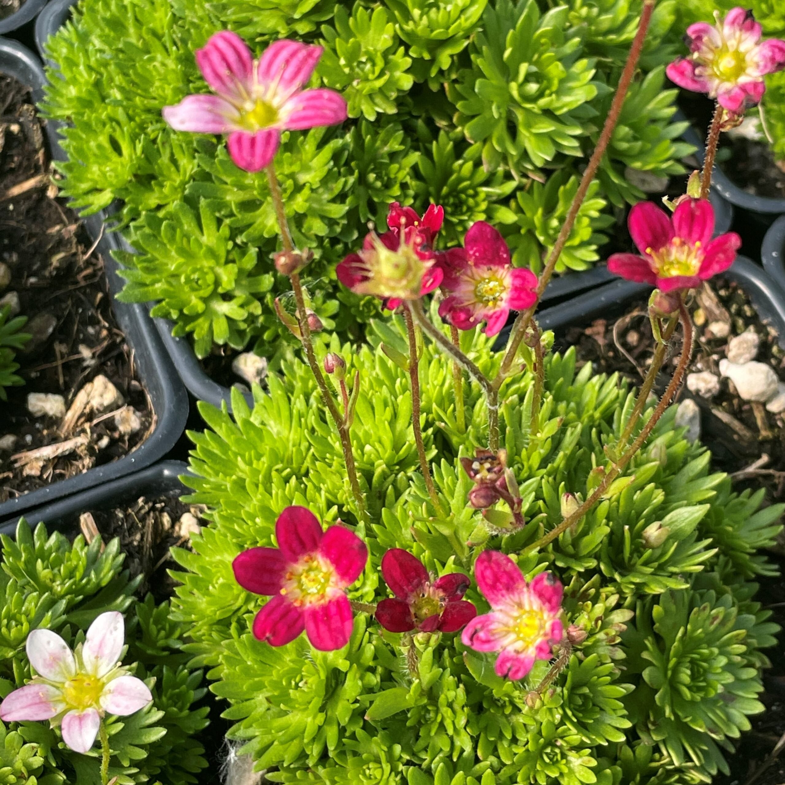 Saxifraga arendsii 'Purple Robe' - Mossy Saxifrage (4