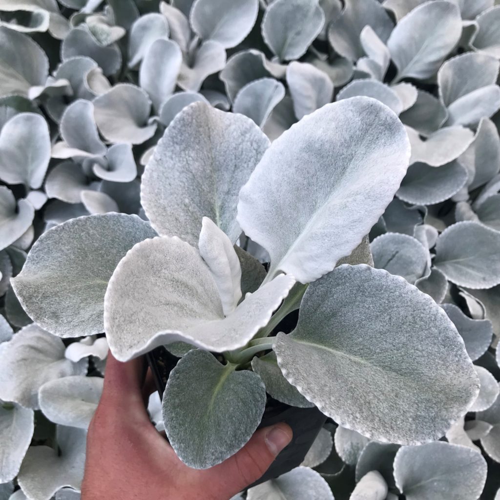 Senecio-candicans-Senaw-Angel-