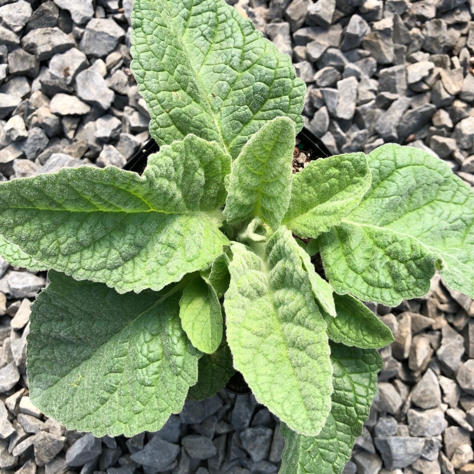 Verbascum 'Honey Dijon' - Mullein USPP #17,170 (4.5" Pot) - Image 4