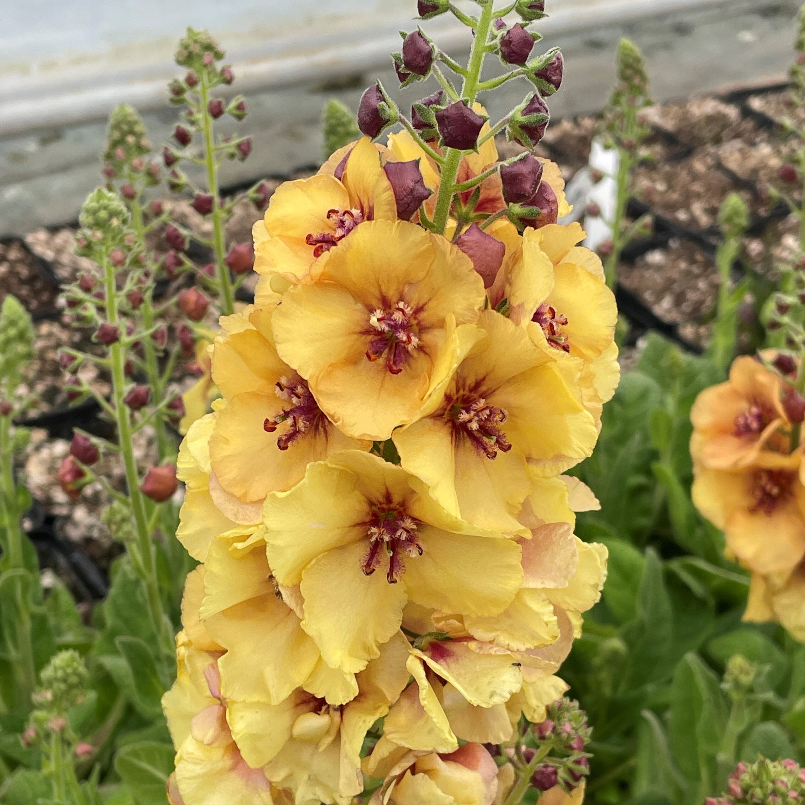 Verbascum 'Honey Dijon' - Mullein Bloom (2)