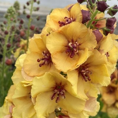 Verbascum 'Honey Dijon' - Mullein Bloom