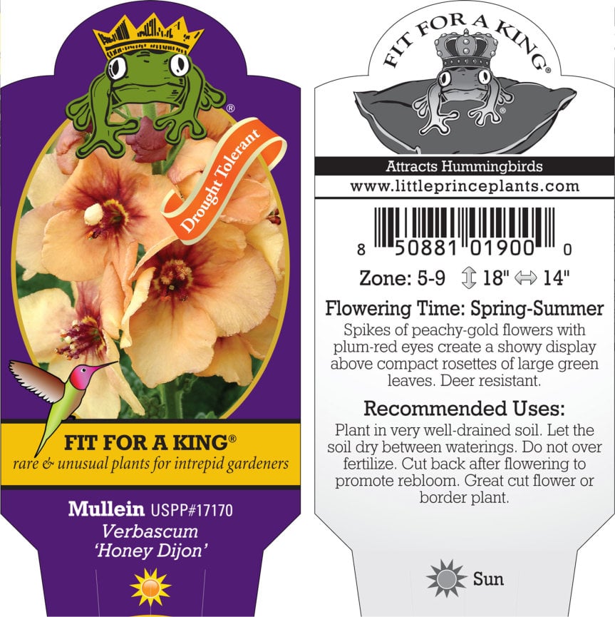 Verbascum 'Honey Dijon' - Mullein USPP #17,170 (4.5" Pot) - Image 7