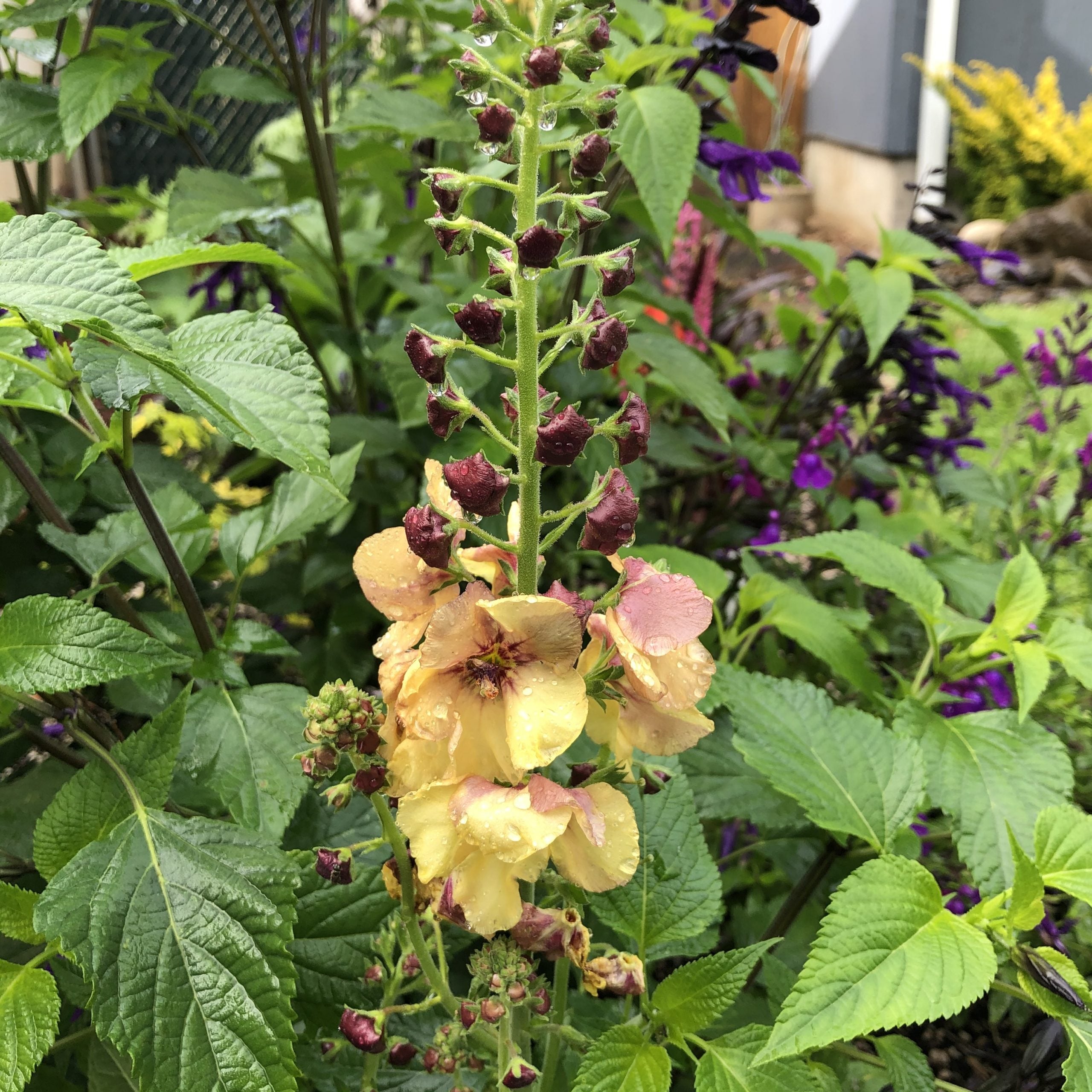 Verbascum 'Honey Dijon' - Mullein USPP #17,170 (4.5" Pot) - Image 3