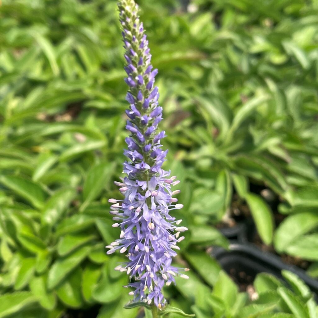 Veronica spicata 'Blue Carpet' - Spike Speedwell (4