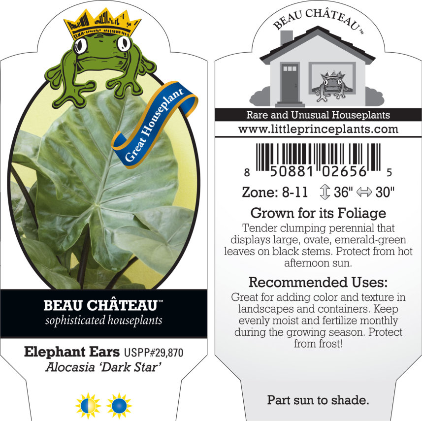 Alocasia 'Dark Star' - Elephant Ears USPP #29,870 (4.5" Pot) - Image 4