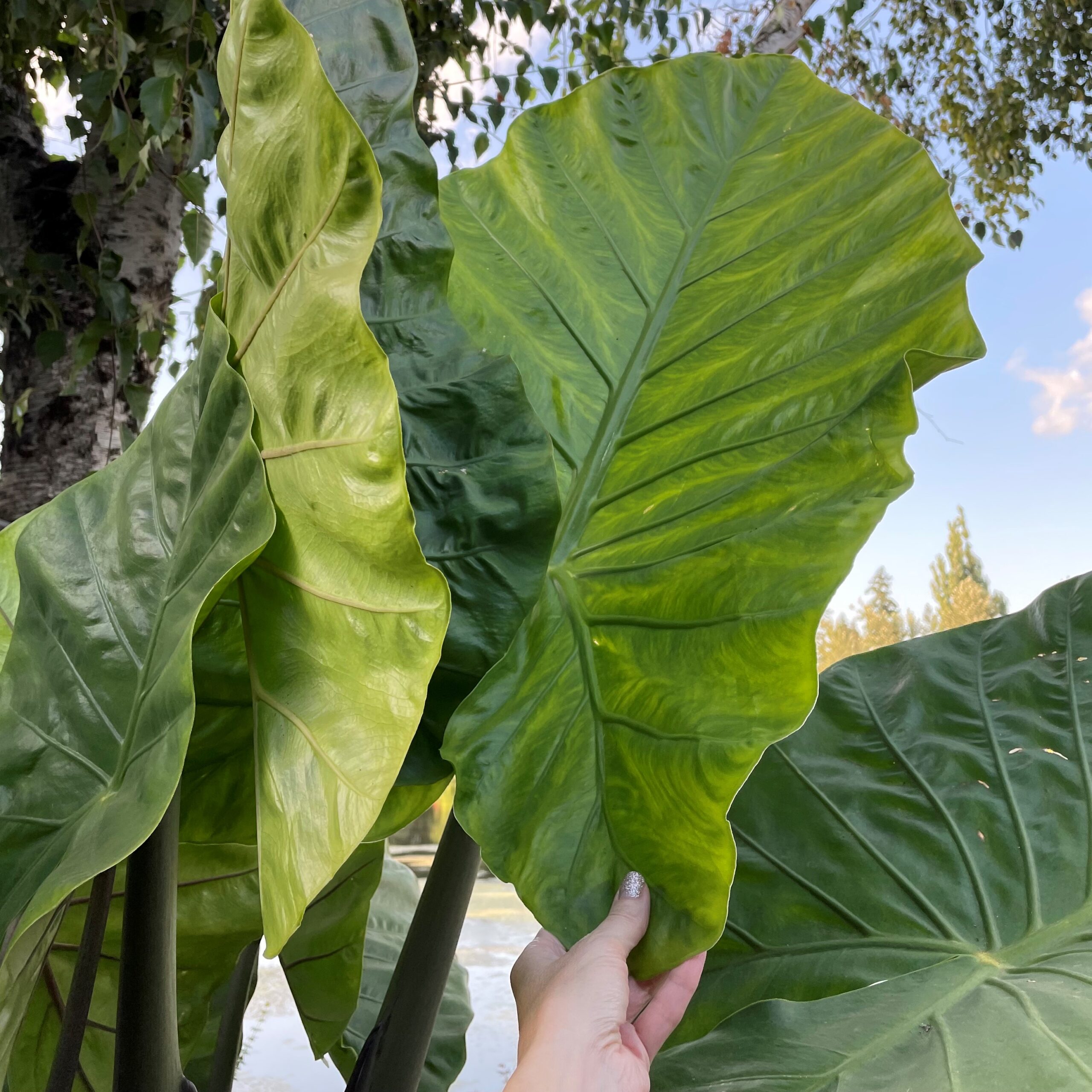 Alocasia 'Dark Star' - Elephant Ears USPP #29,870 (4.5" Pot) - Image 2