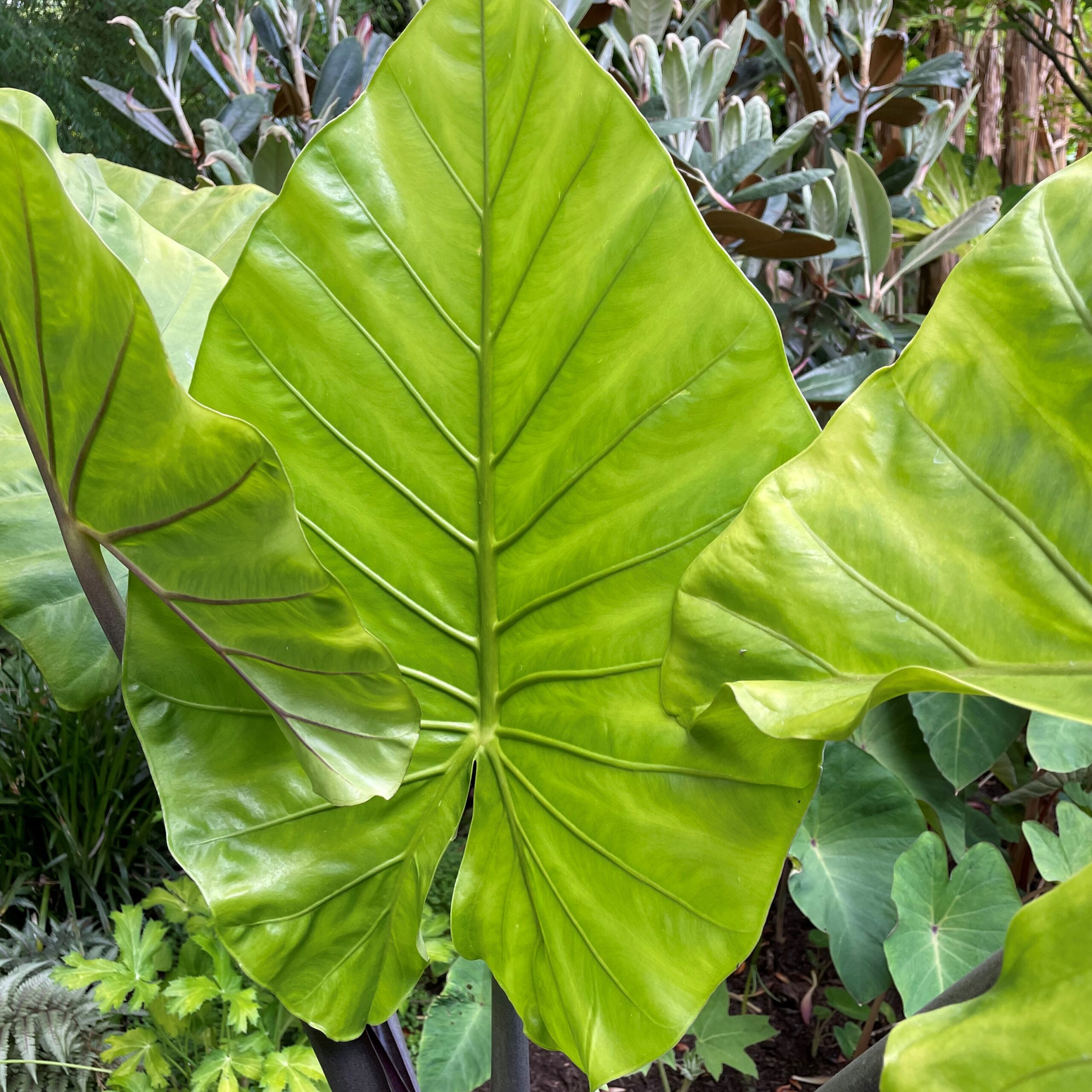 Alocasia 'Dark Star' - Elephant Ears USPP #29,870 (4.5" Pot) - Image 3