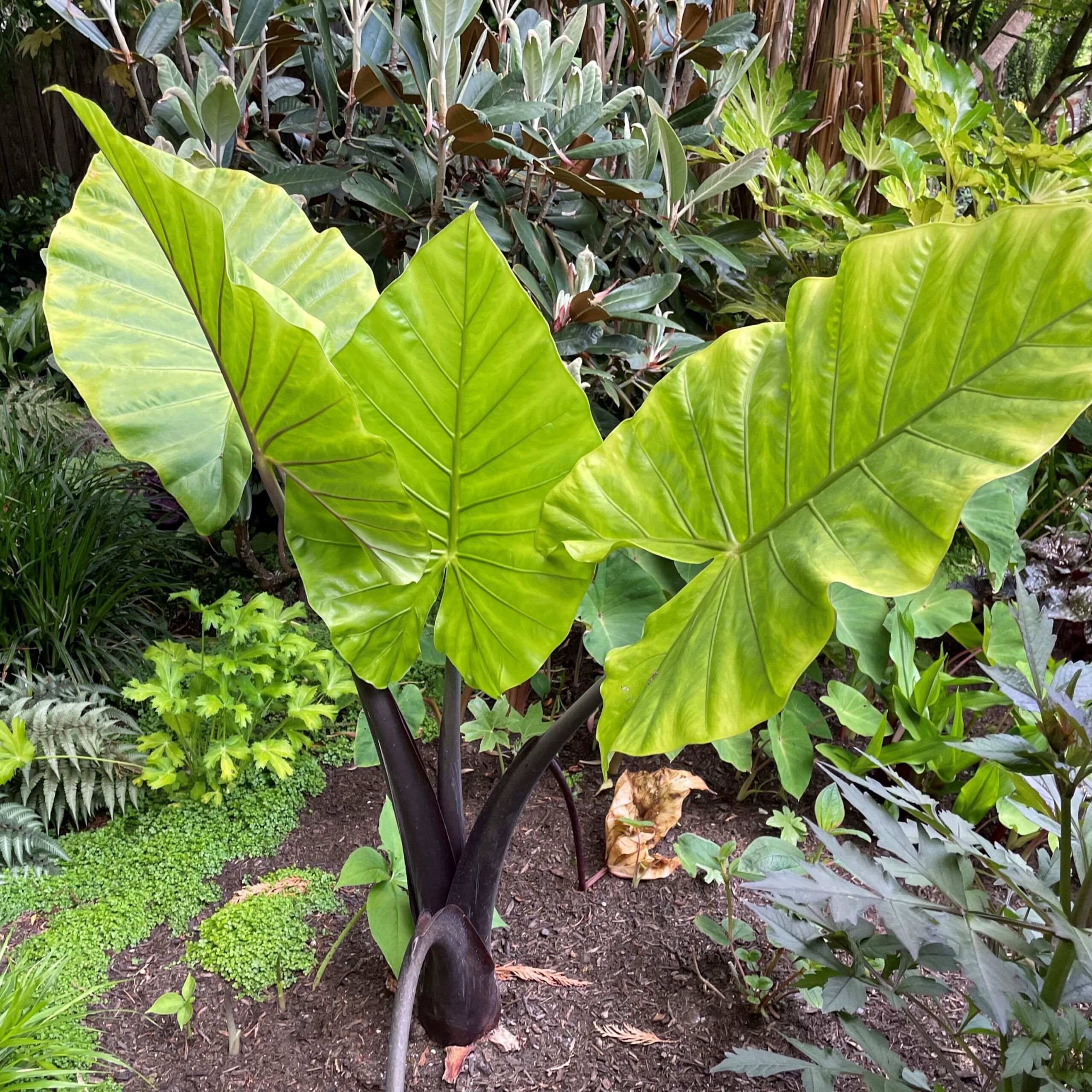 Alocasia 'Dark Star' - Elephant Ears USPP #29,870 (4.5" Pot) | Little  Prince of Oregon Nursery