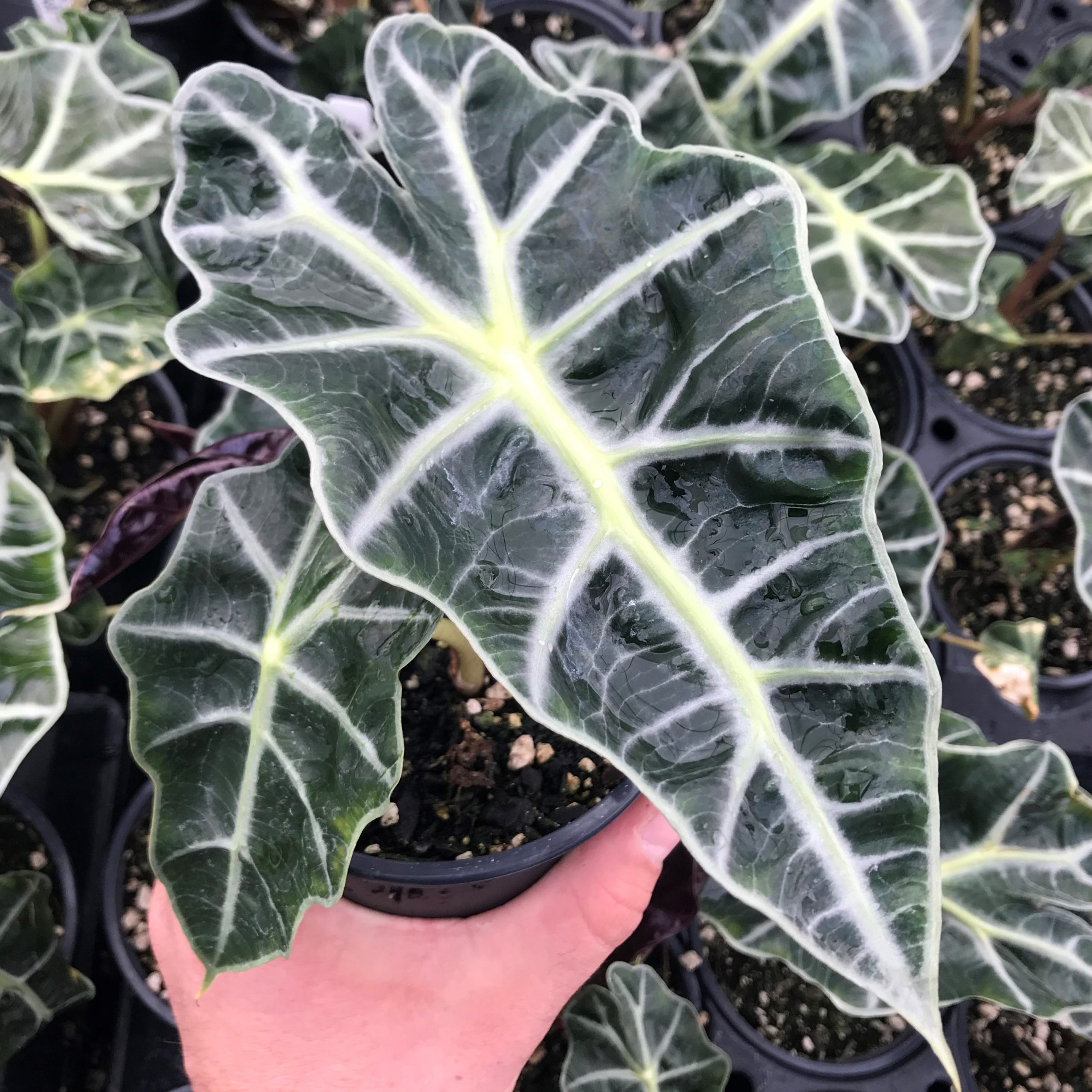 Alocasia 'Polly' - Elephant Ears (4.5" Pot)