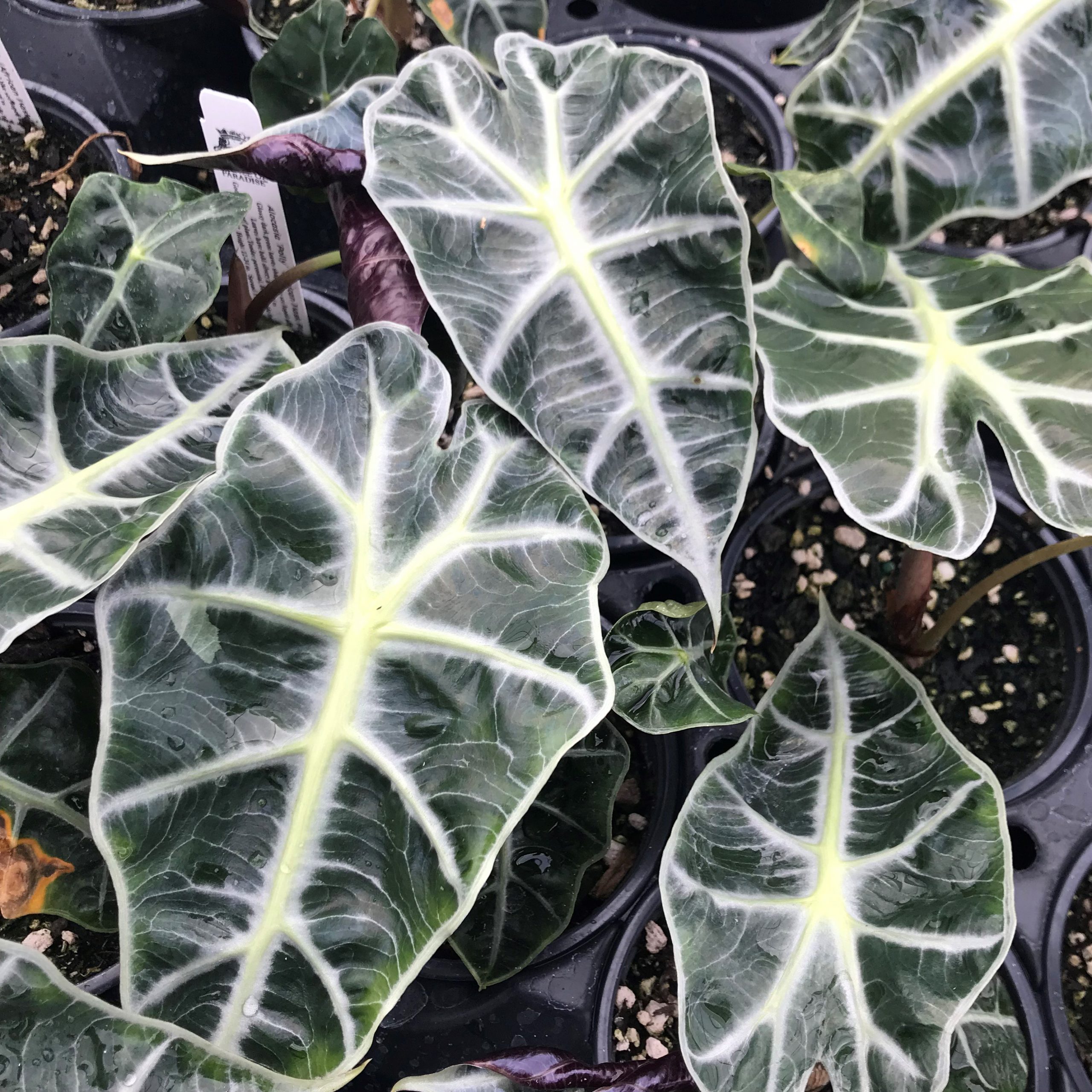 Alocasia 'Polly' - Elephant Ears (4.5" Pot) | Little Prince of Oregon  Nursery